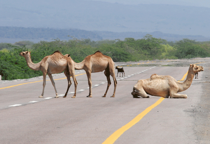 camel on the road- Facts about UAE